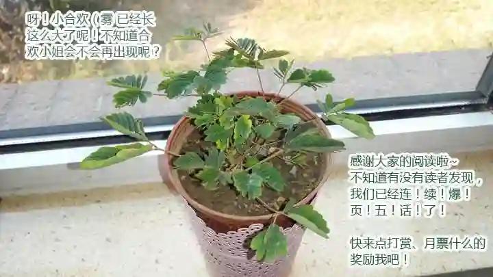 44.当NPC头上亮起叹号 第12页